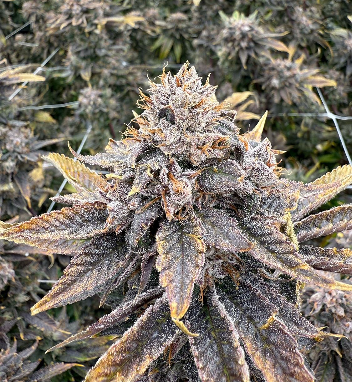 VICTORY NATURAL FARMS 1/8TH