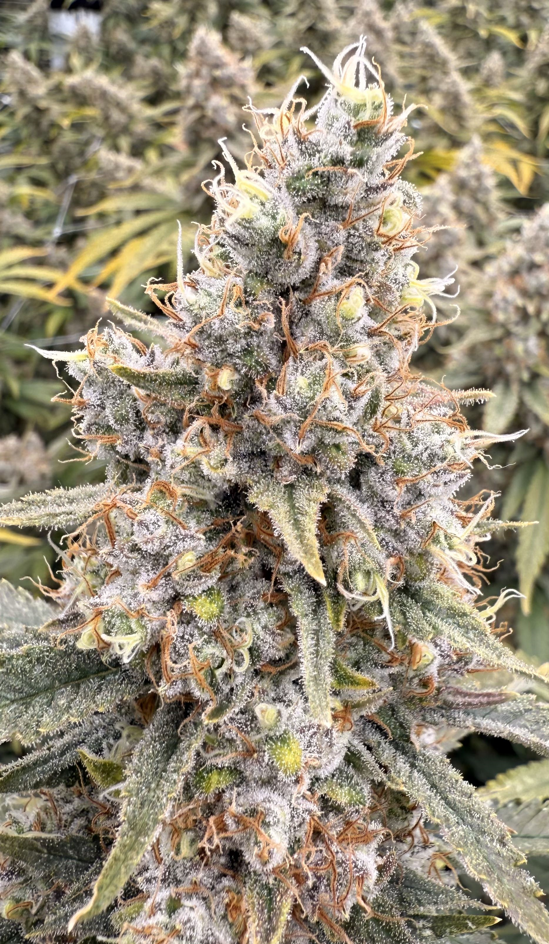 VICTORY NATURAL FARMS 1/8TH