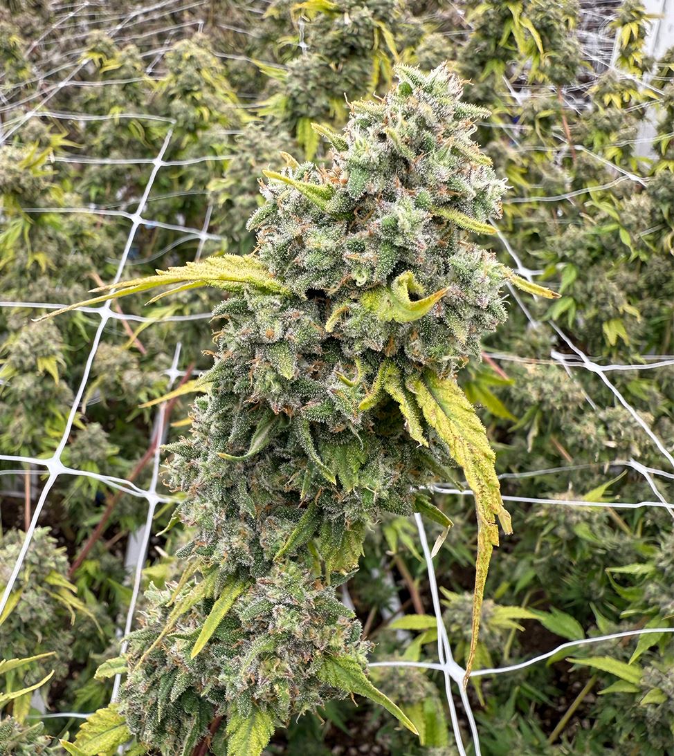 VICTORY NATURAL FARMS 1/8TH